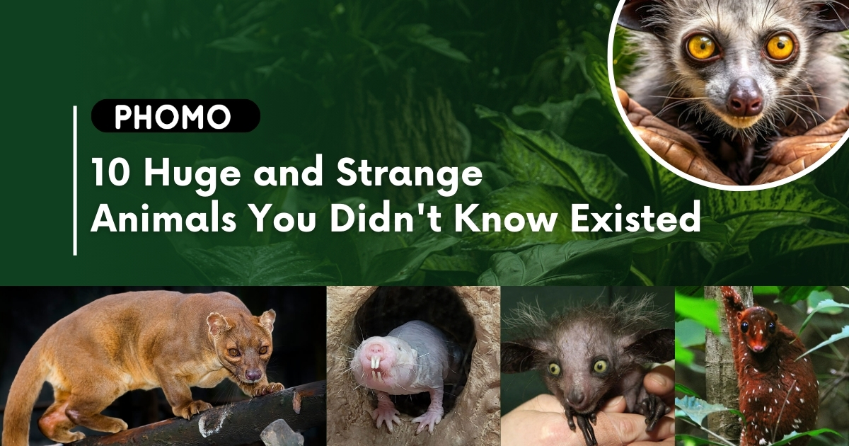 10 Huge and Strange Animals You Didn't Know Existed