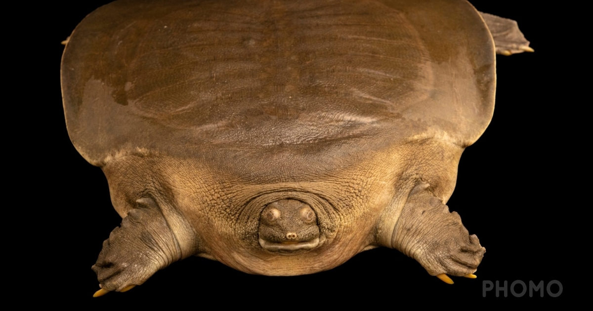 Cantors-Giant-Soft-Shelled-Turtle