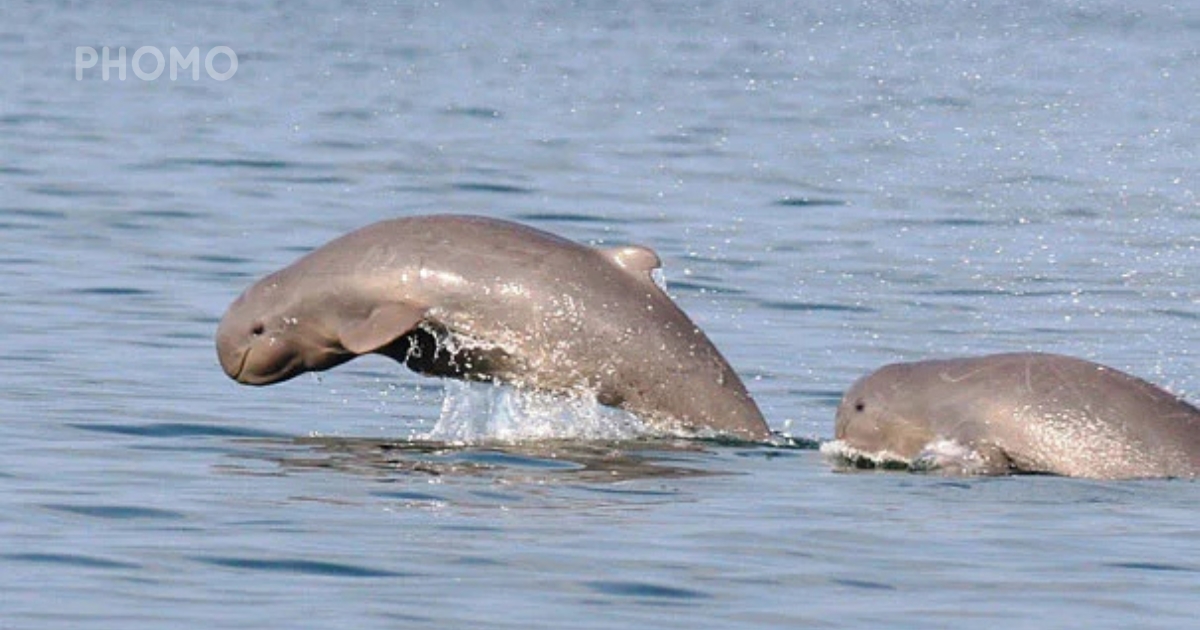 Irrawaddy-Dolphin