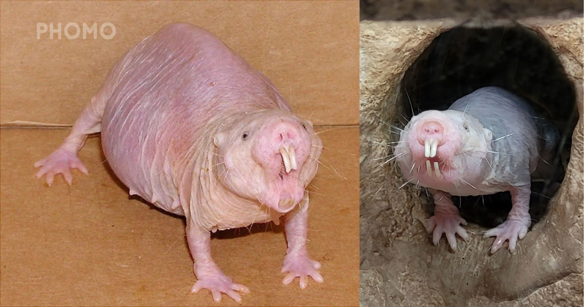 Naked-Mole-Rat