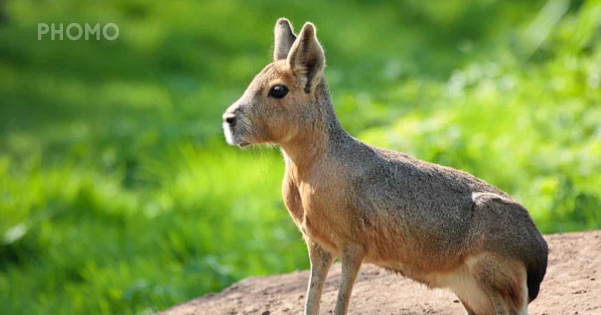 Patagonian-Mara