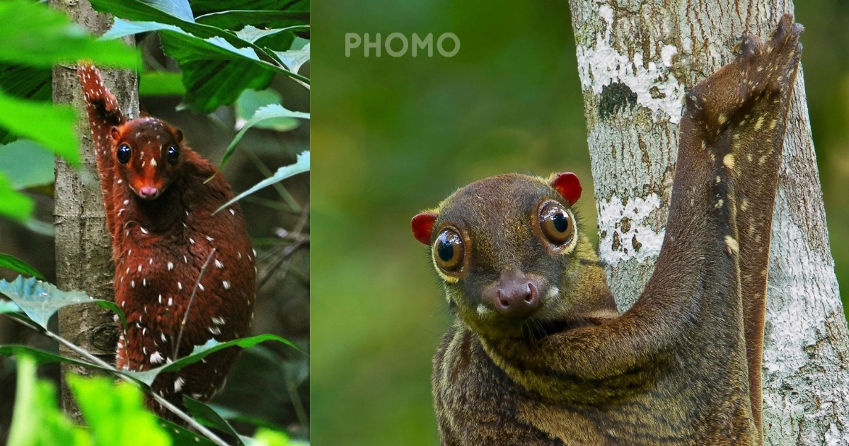 Sunda-Colugo