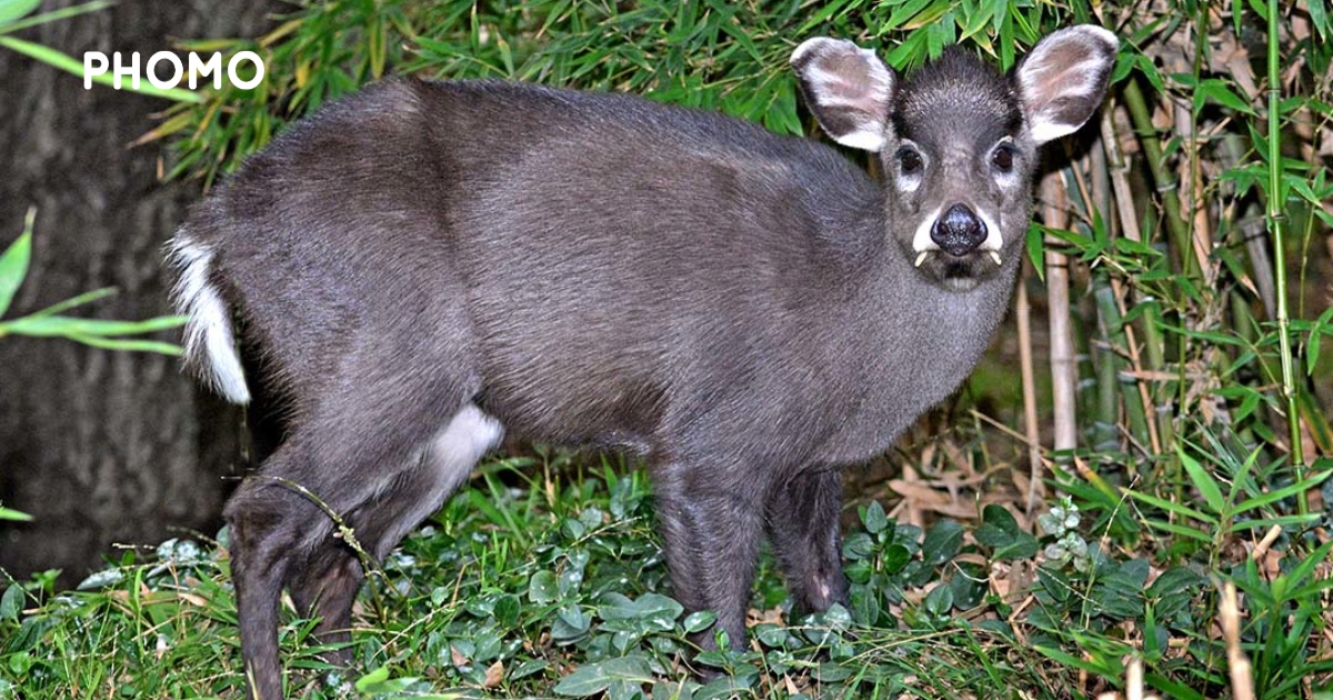 Tufted-Deer