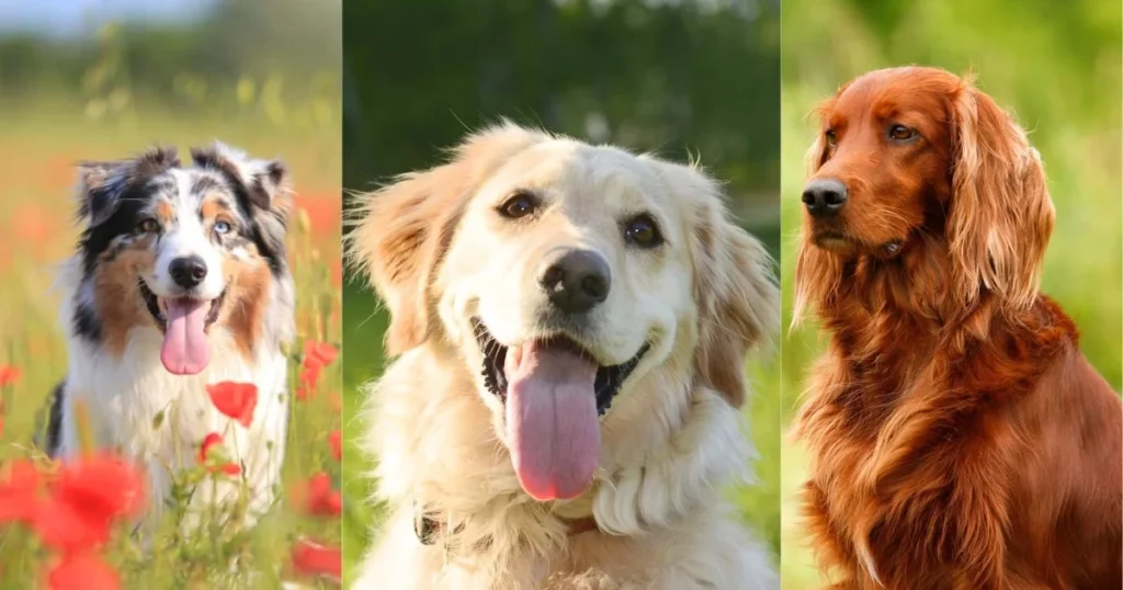 These Are The 8 Happiest Dog Breeds that Make You Happy