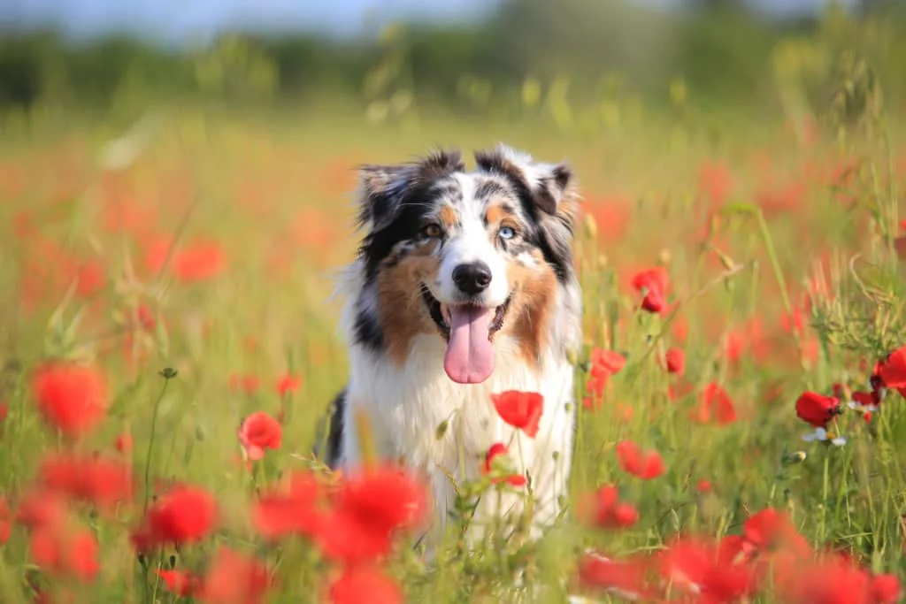 Australian Shepherd