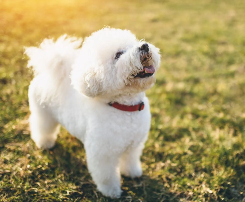 Bichon Frise